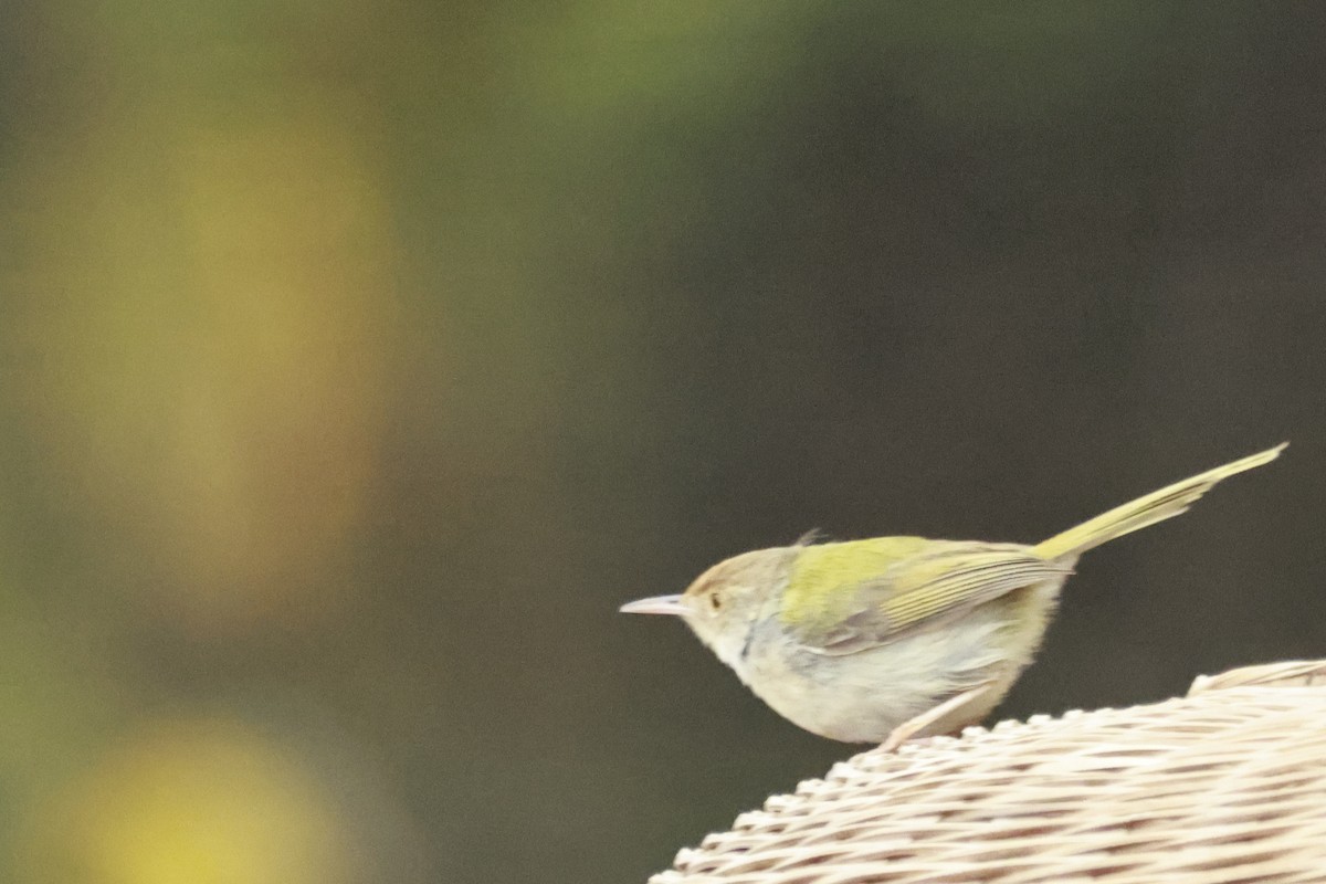 Common Tailorbird - ML645770076