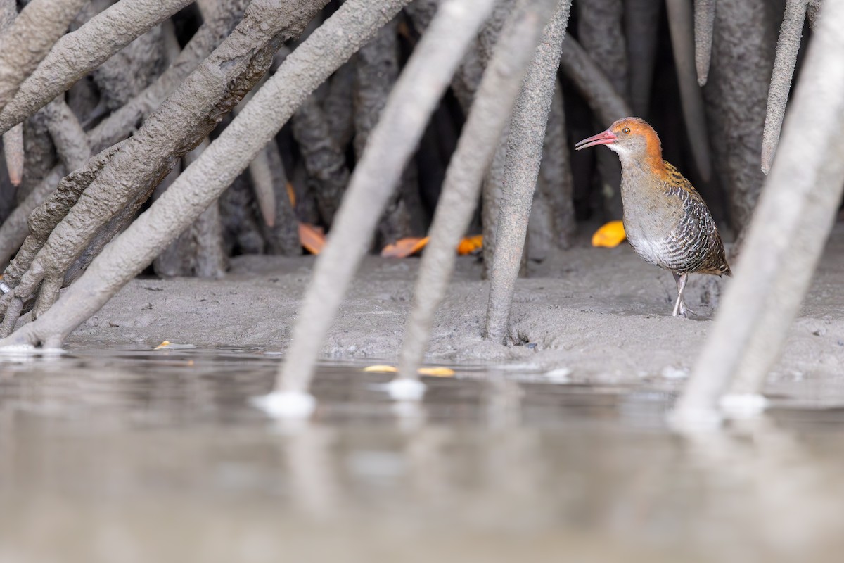 Lewin's Rail - ML645770077