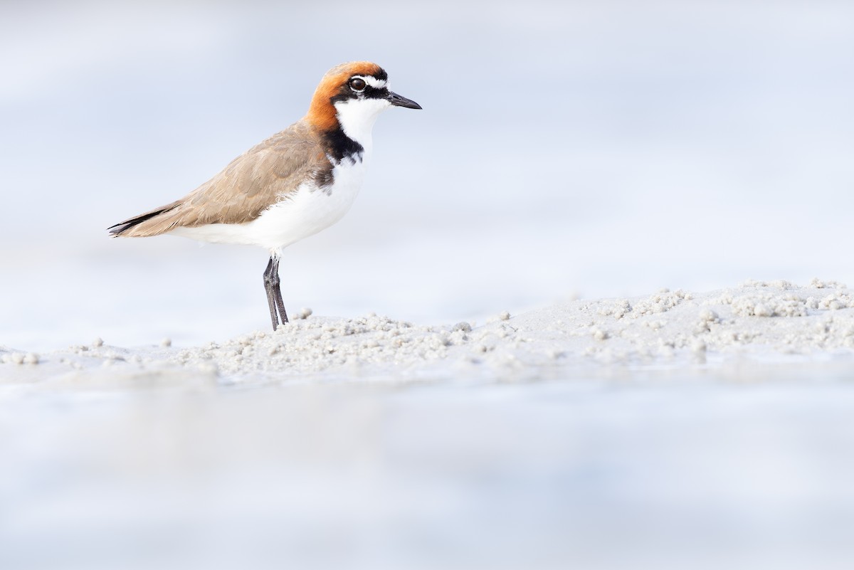 חופמי אדום-כיפה - ML645770078