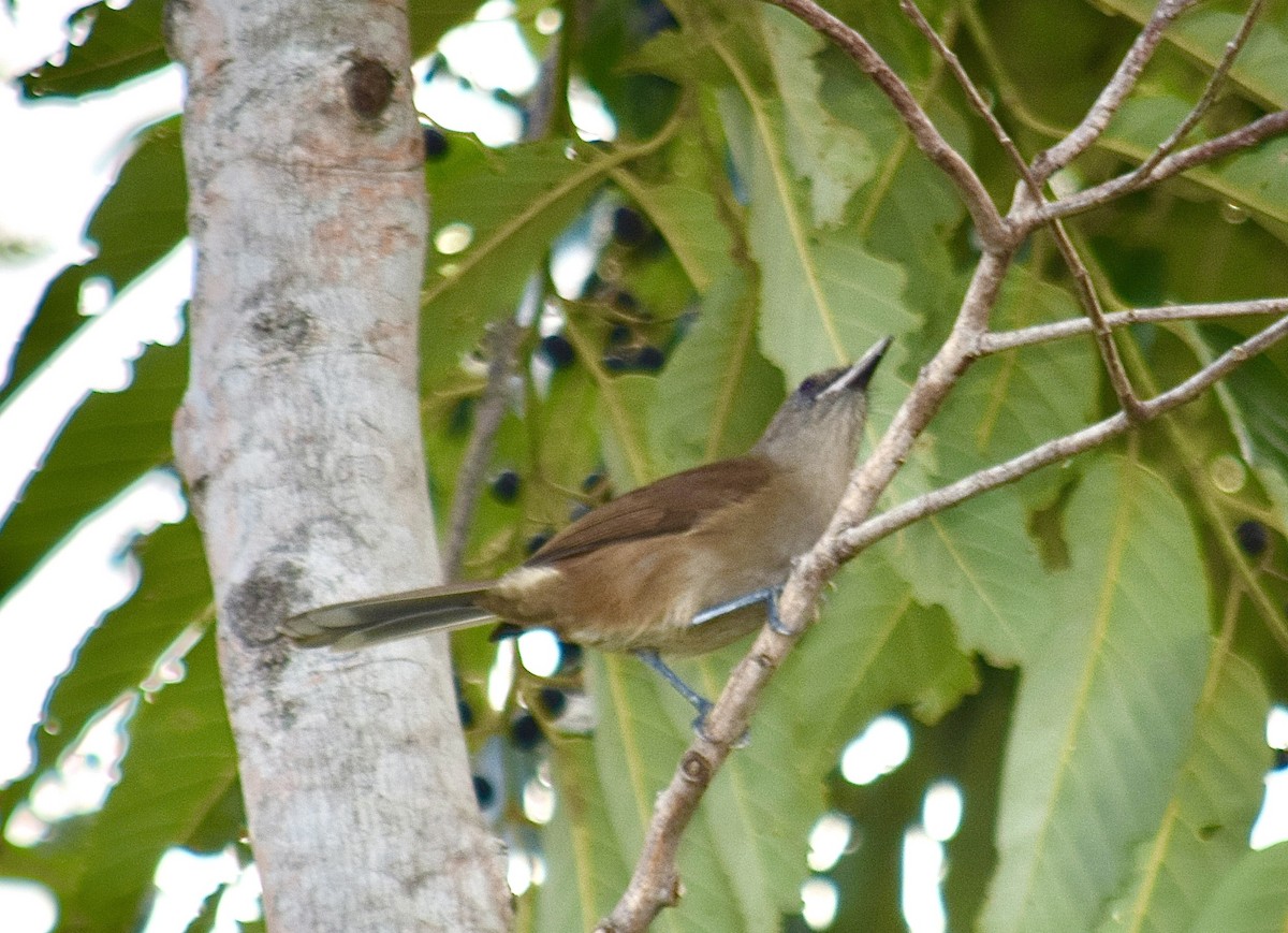 Black-throated Shrikebill - ML645770081