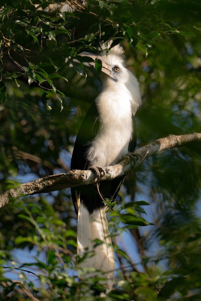 White-crowned Hornbill - ML645770082