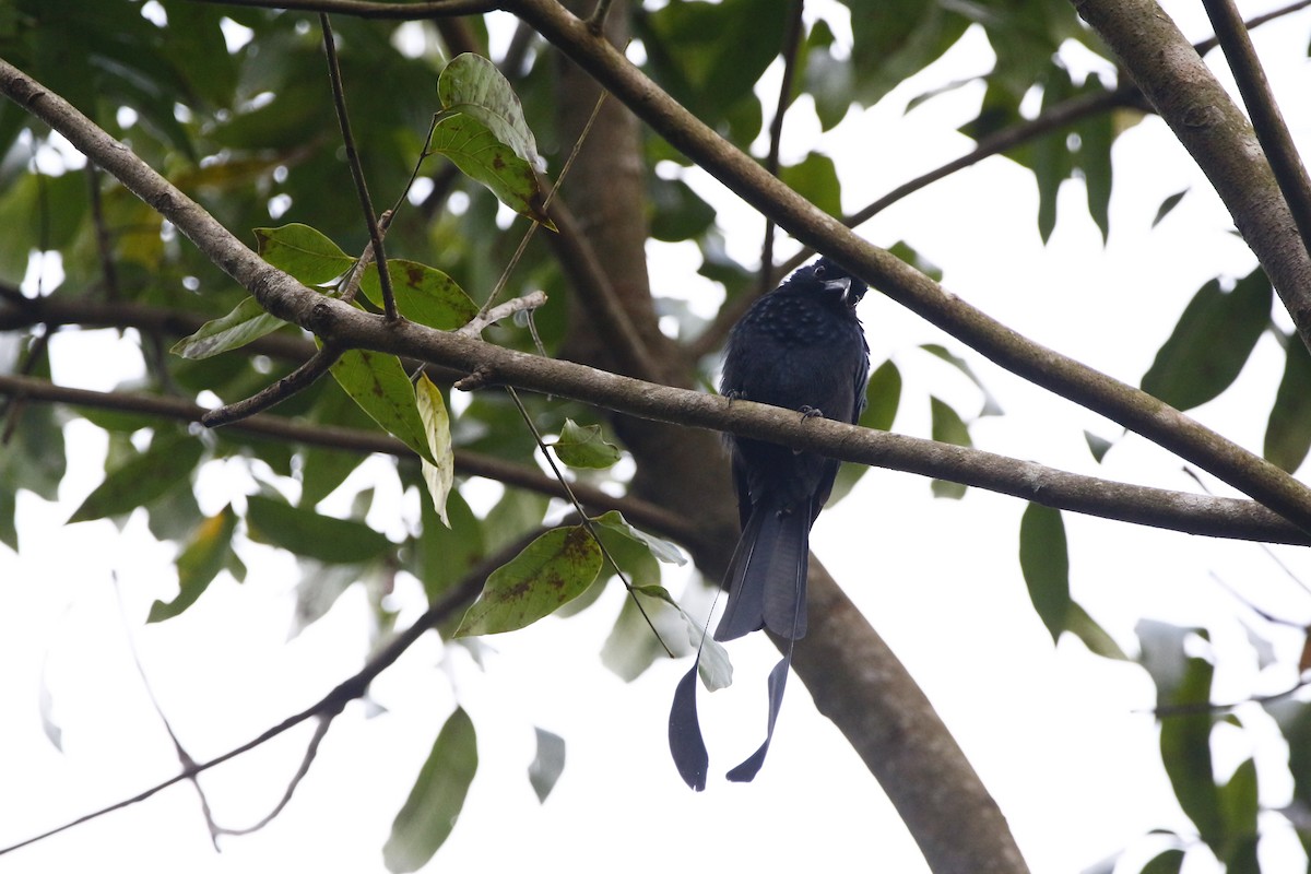 Greater Racket-tailed Drongo - ML645770083