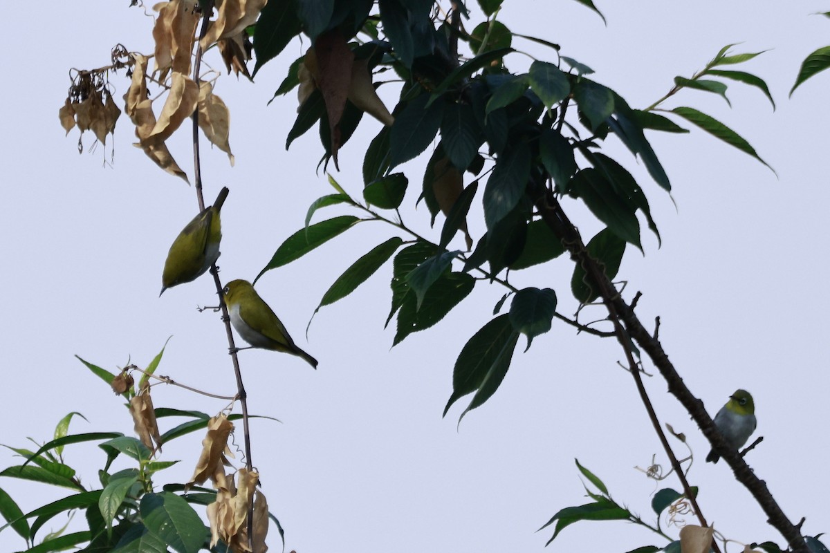 Indian White-eye - ML645770084