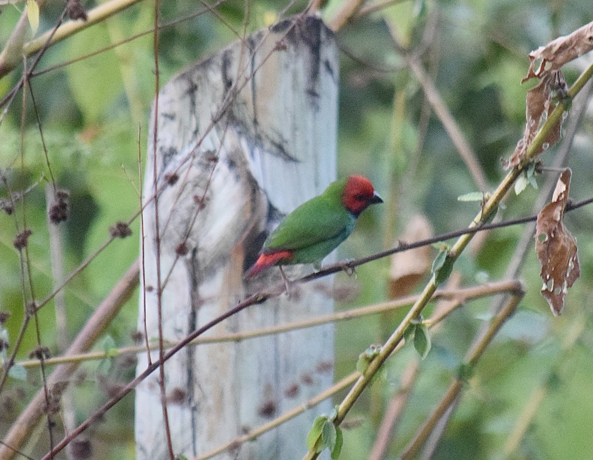 Fiji Parrotfinch - ML645770085
