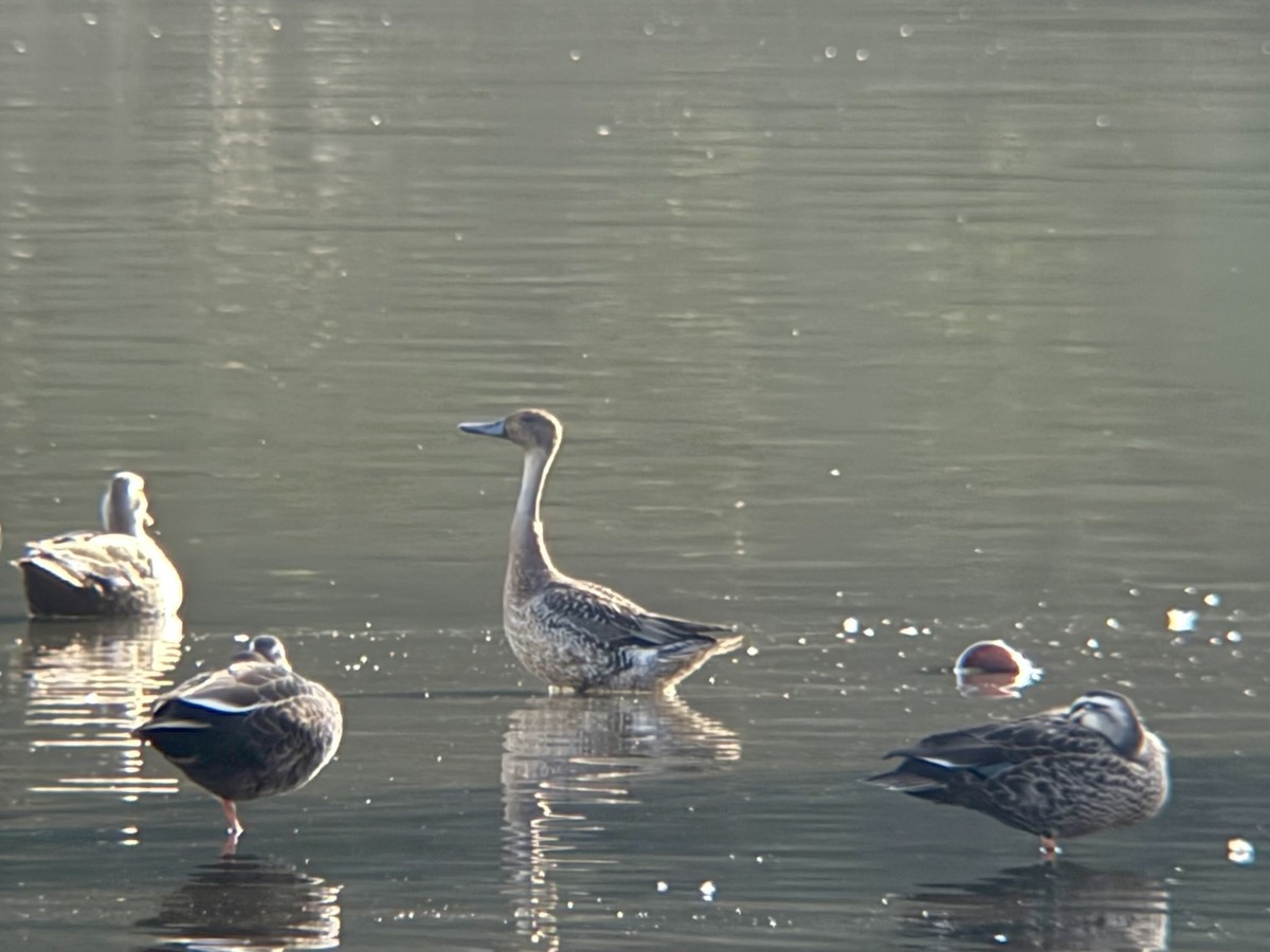 ברווז חד-זנב - ML645770086