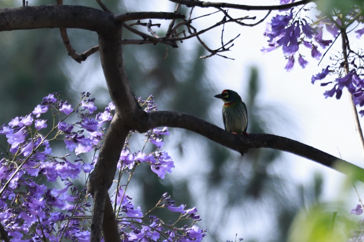 Coppersmith Barbet - ML645770087