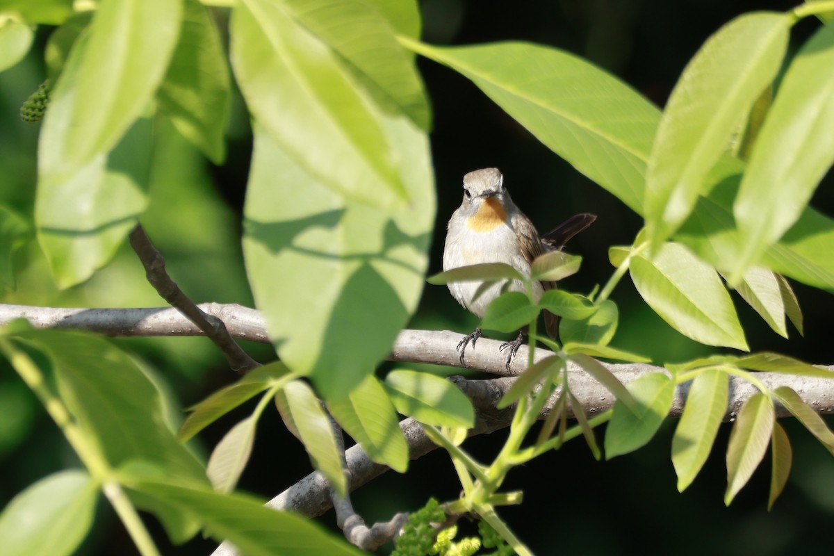 חטפית טאיגה - ML645770088