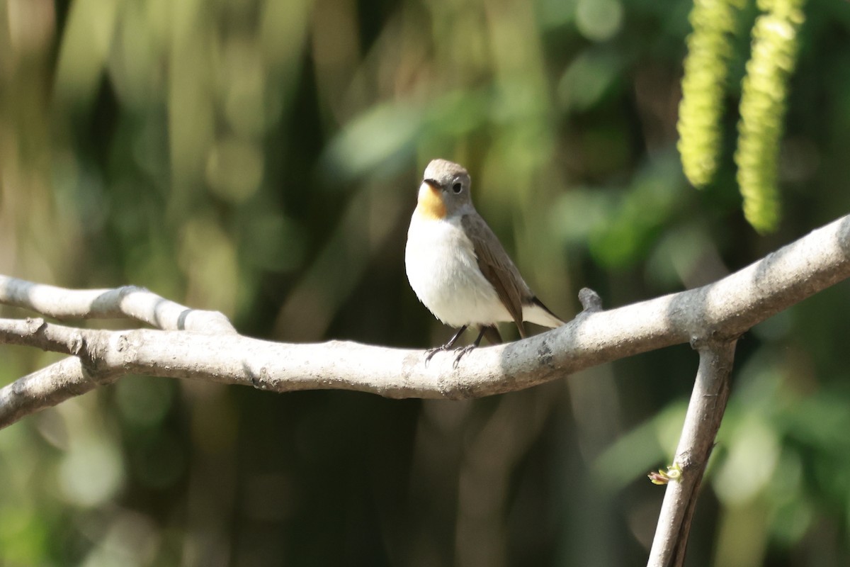 חטפית טאיגה - ML645770090