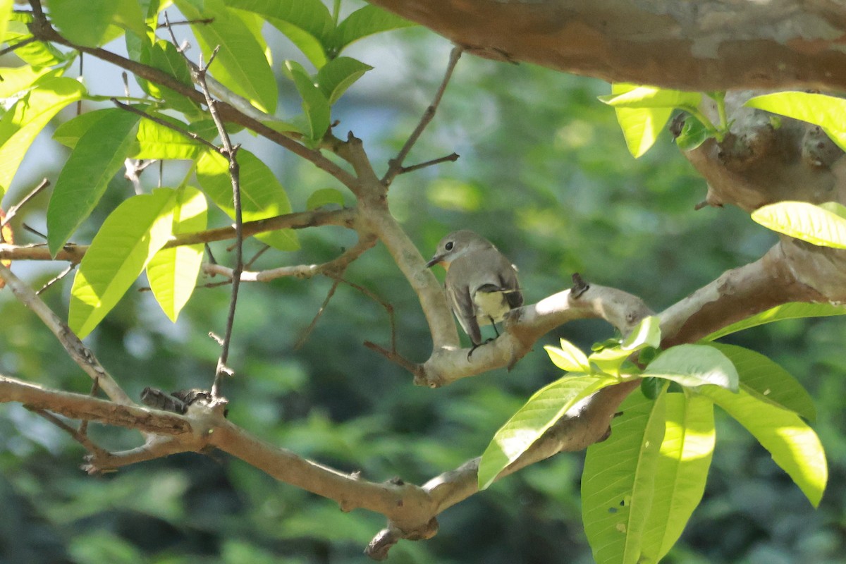 חטפית טאיגה - ML645770091