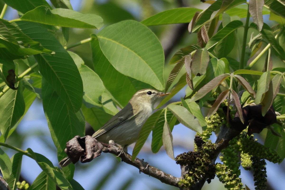 עלווית בלטית - ML645770092