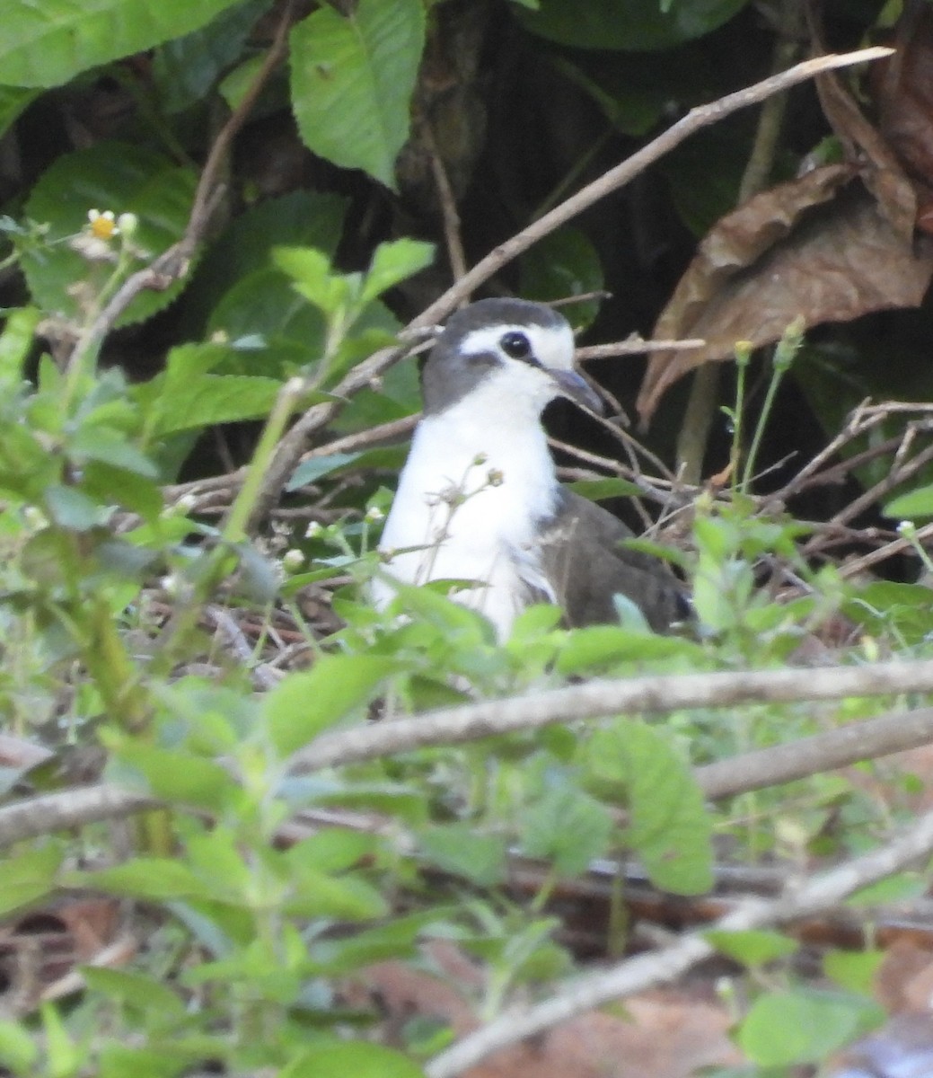Tambourine Dove - ML645770093