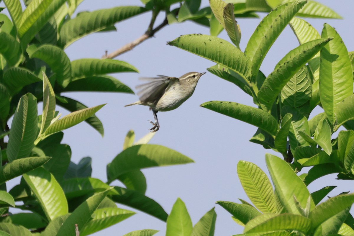 עלווית בלטית - ML645770094
