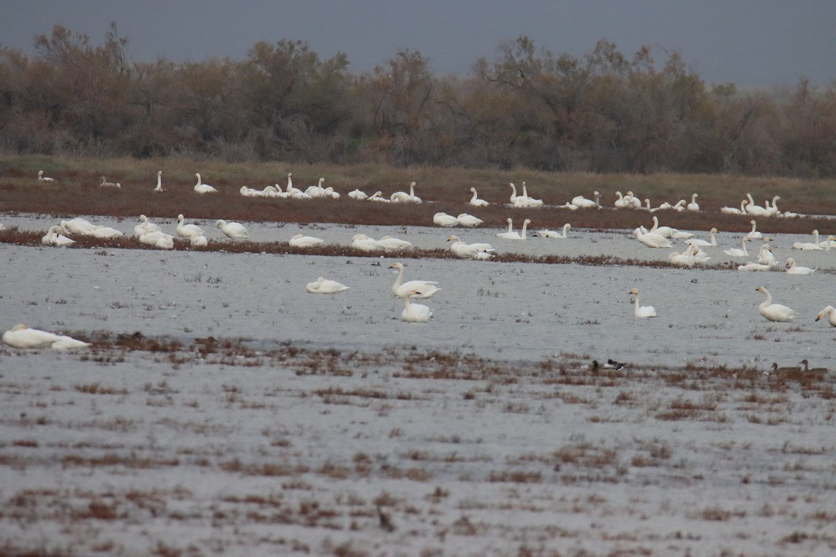 ברבור קטן - ML645770095
