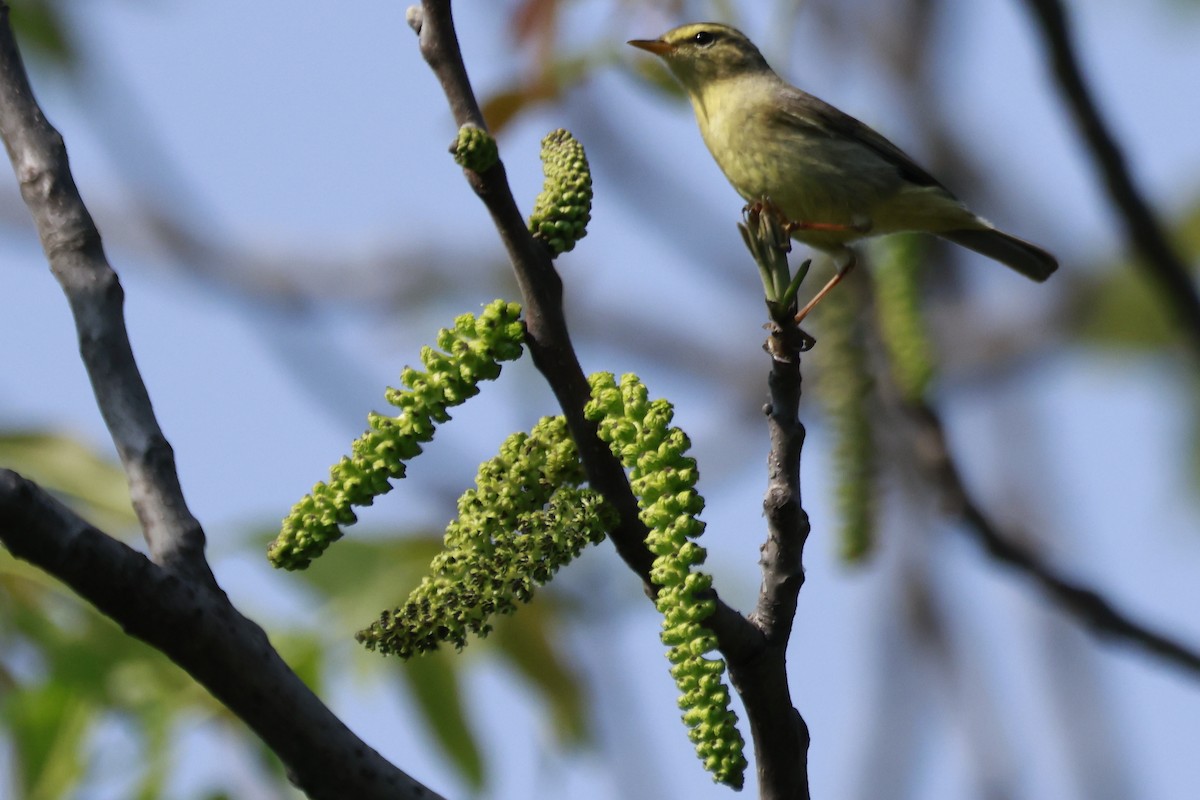 עלווית בלטית - ML645770096