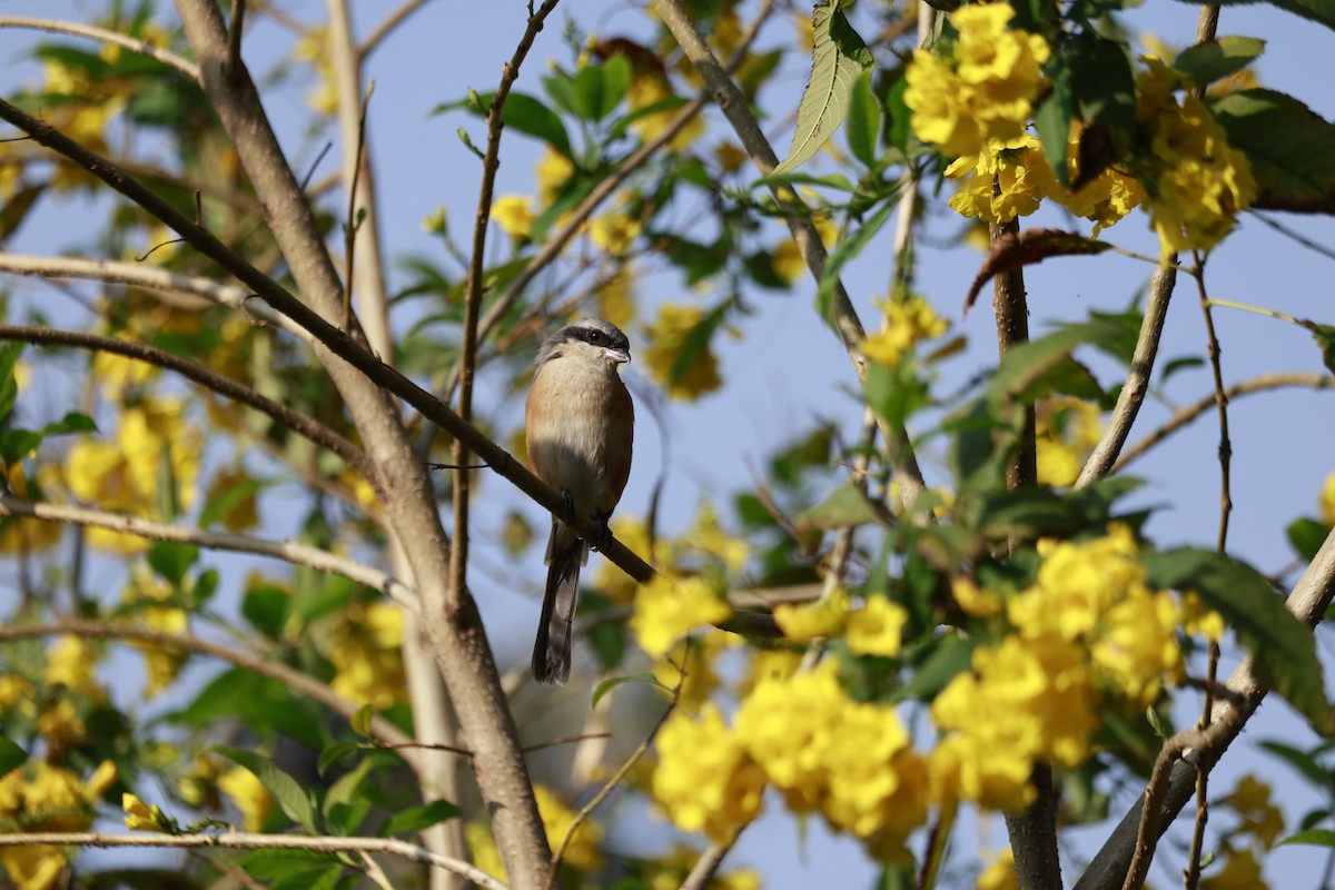 Gray-backed Shrike - ML645770097