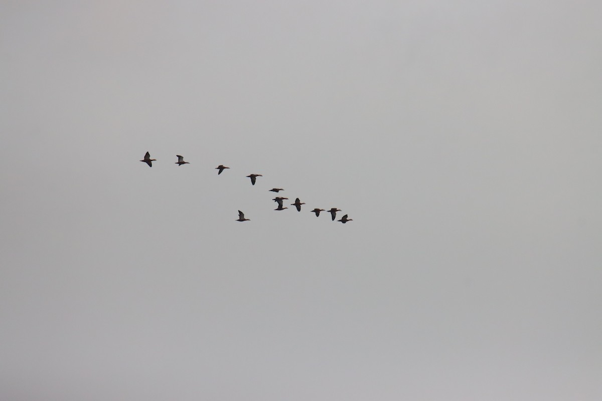 קזרקה חלודית - ML645770098