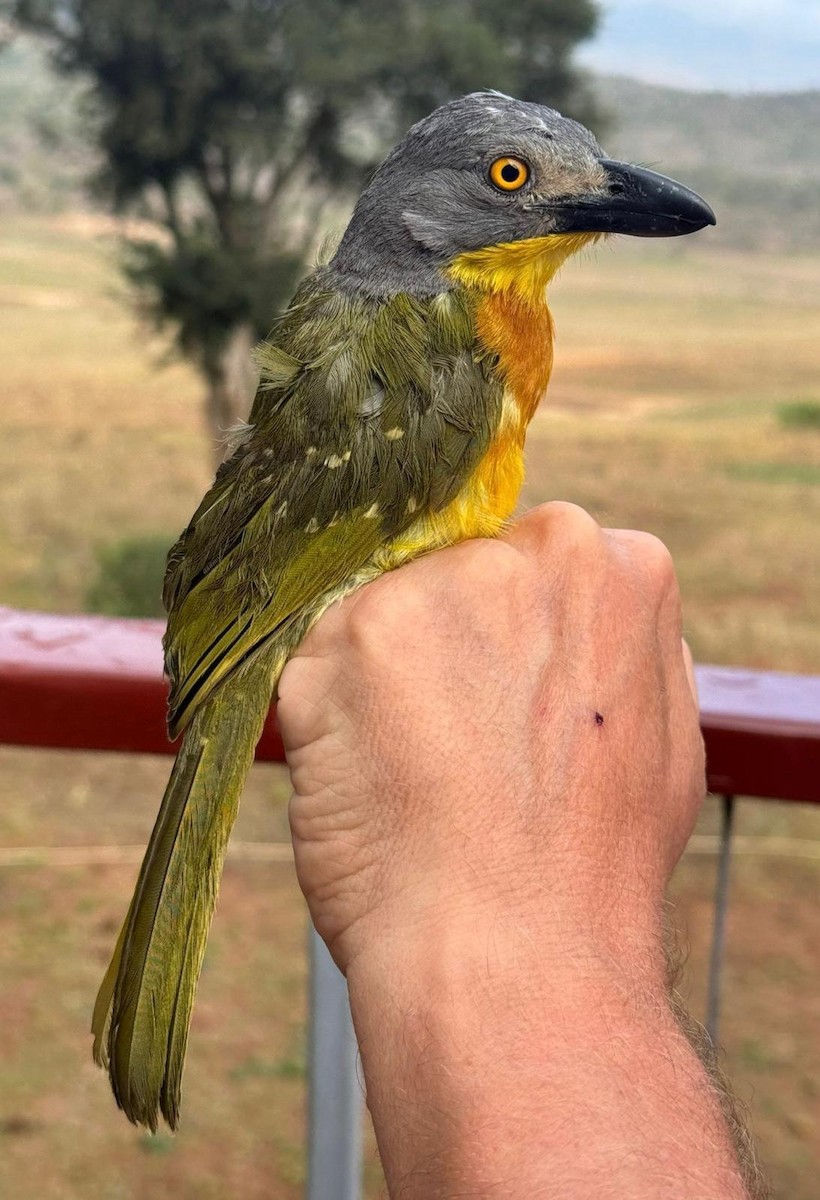 Gray-headed Bushshrike - ML645770101