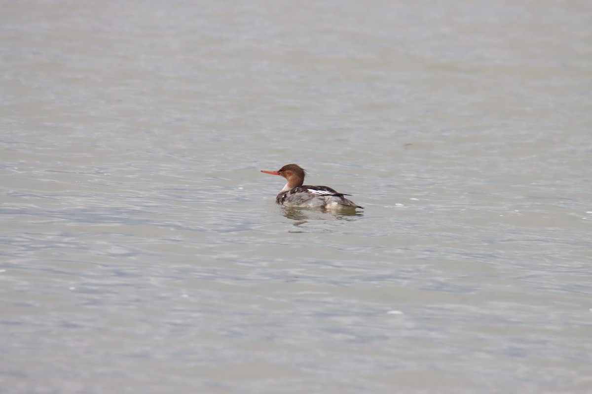 מרגון בינוני - ML645770106