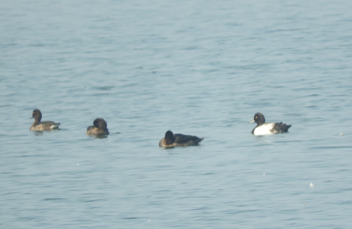 צולל מצויץ - ML645770109