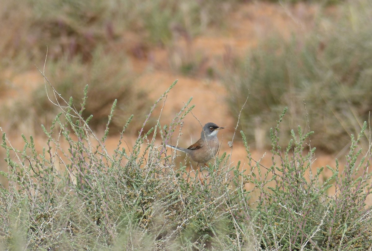 Spectacled Warbler - ML645770110