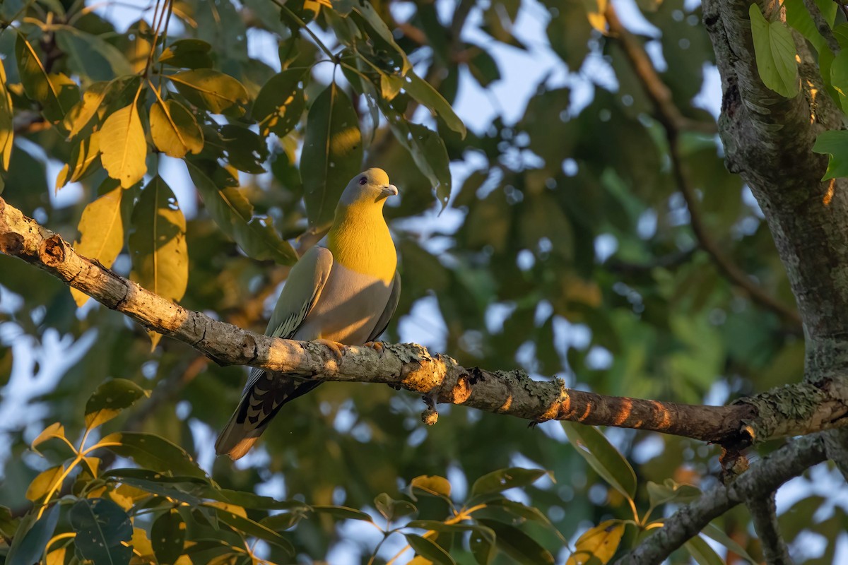 Yellow-footed Green-Pigeon - Kalpesh Krishna