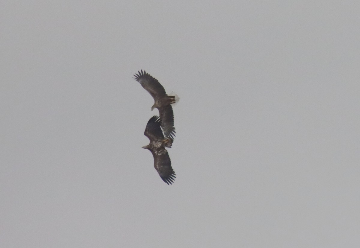 White-tailed Eagle - ML645770115