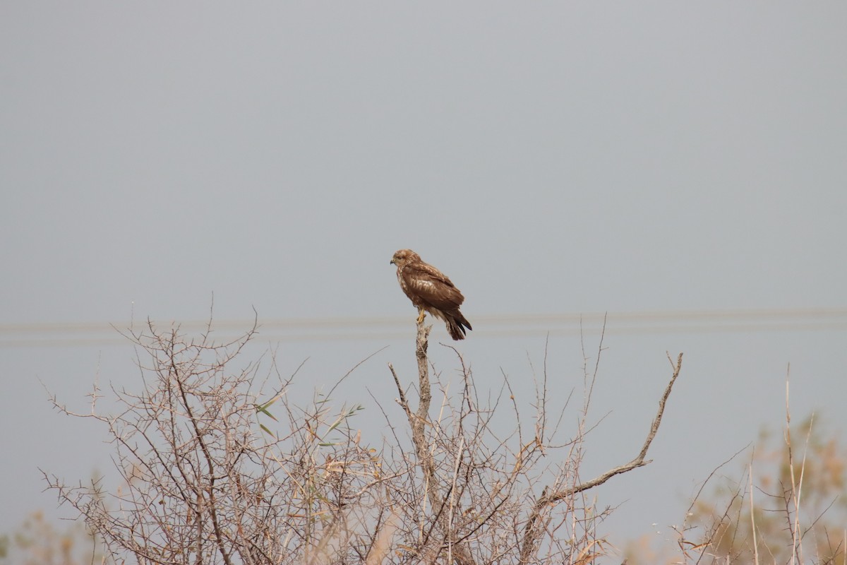 Common Buzzard - ML645770116
