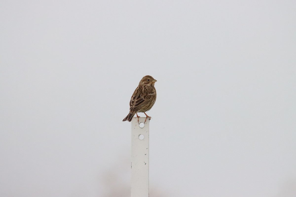 Corn Bunting - ML645770121