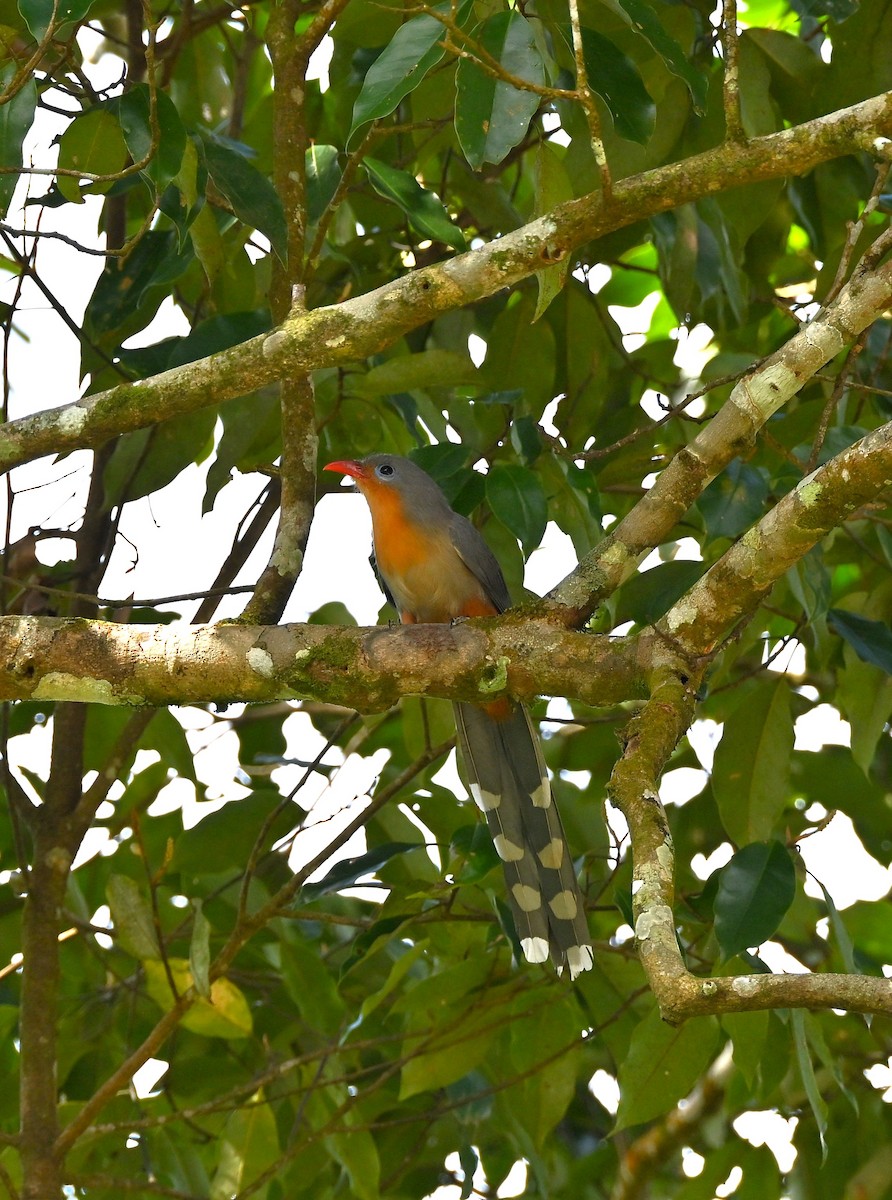 Red-billed Malkoha - ML645770123