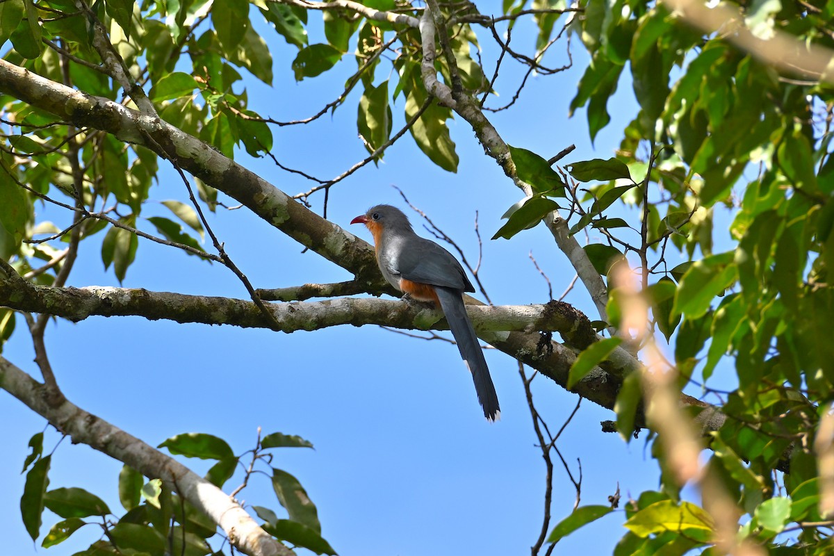 Красноклювая малкоа - ML645770124