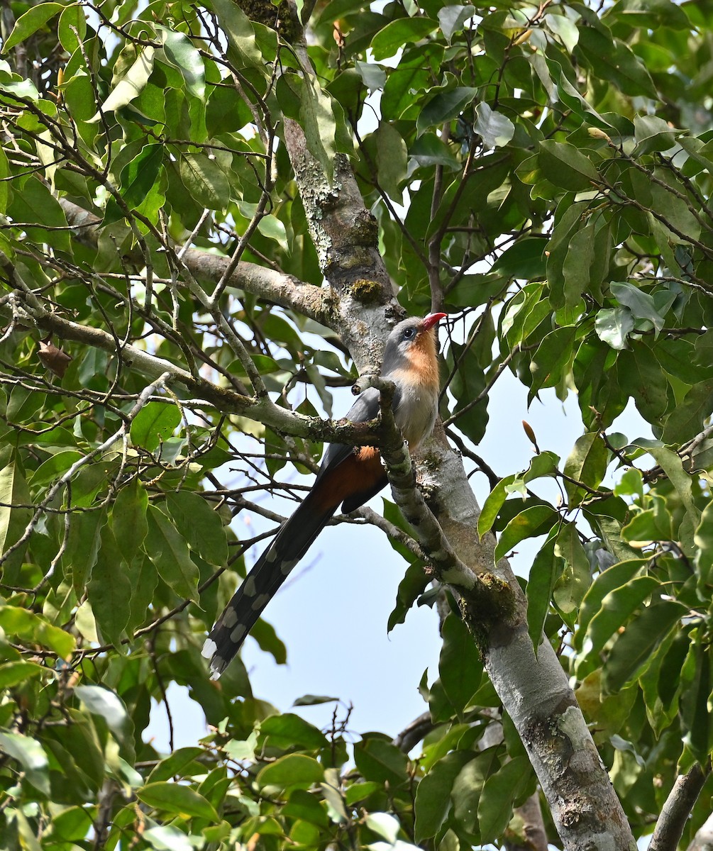 Красноклювая малкоа - ML645770125