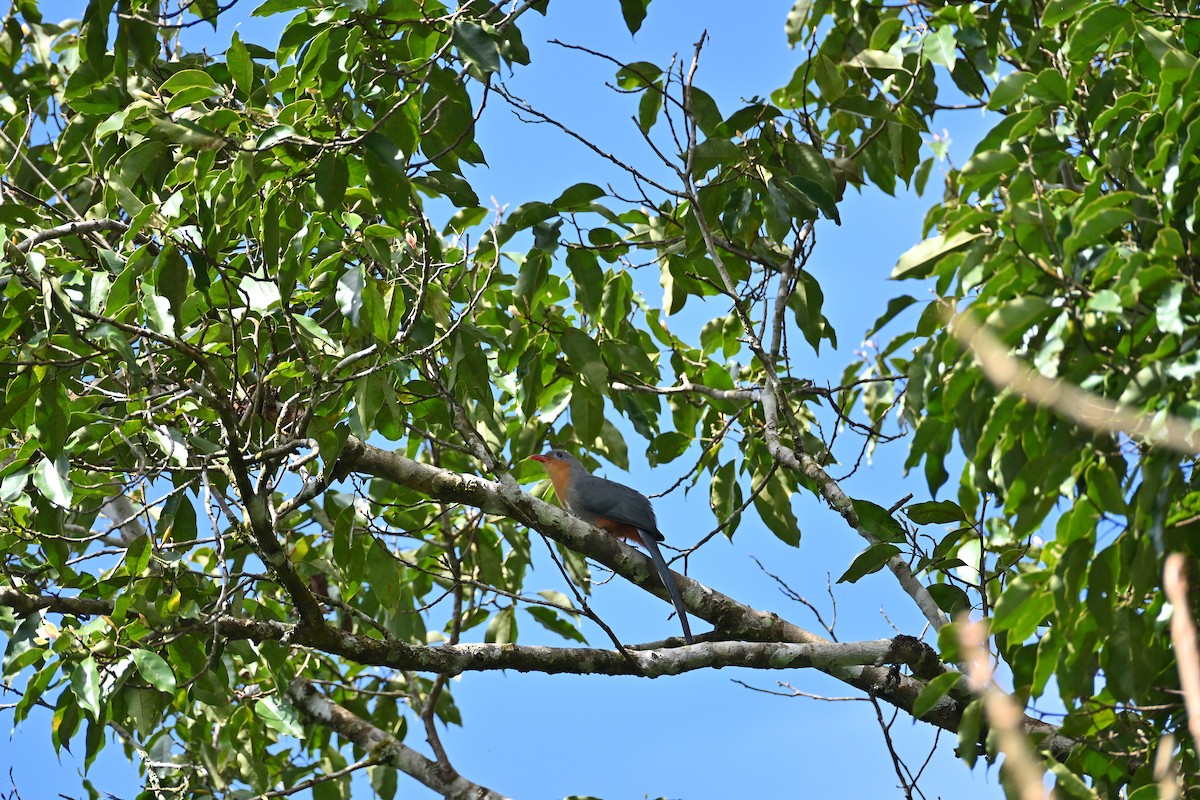 Красноклювая малкоа - ML645770126