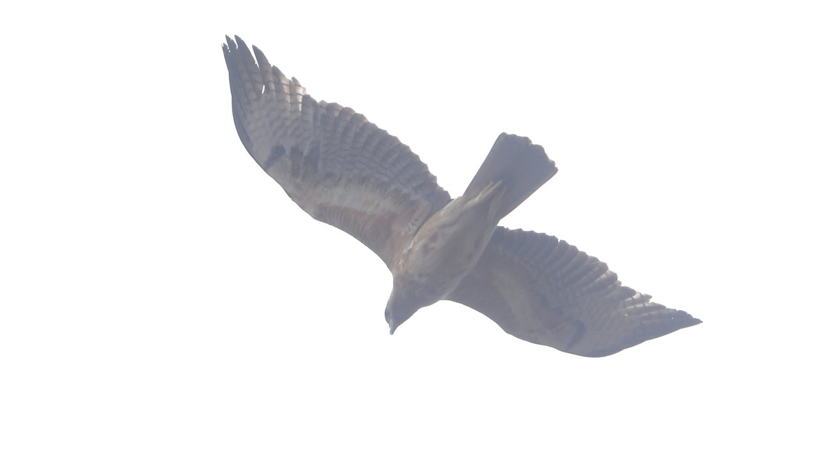 Ястребиный орёл - ML645770128