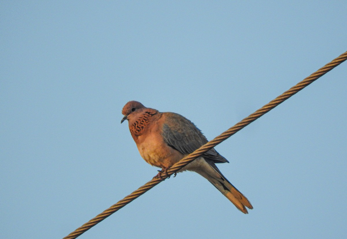 Малая горлица - ML645770130