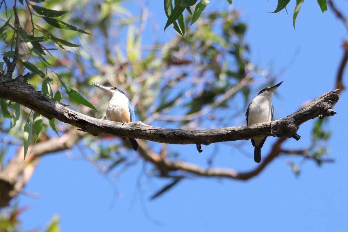 Священная альциона - ML645770131