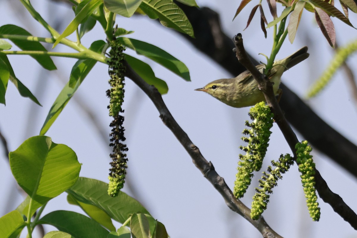 Tickell's Leaf Warbler - ML645770132