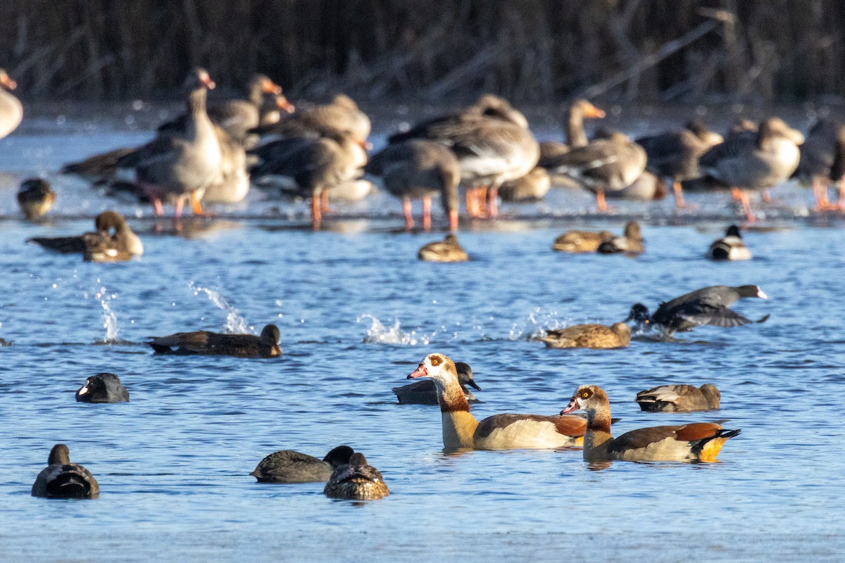 Нильский гусь - ML645770133