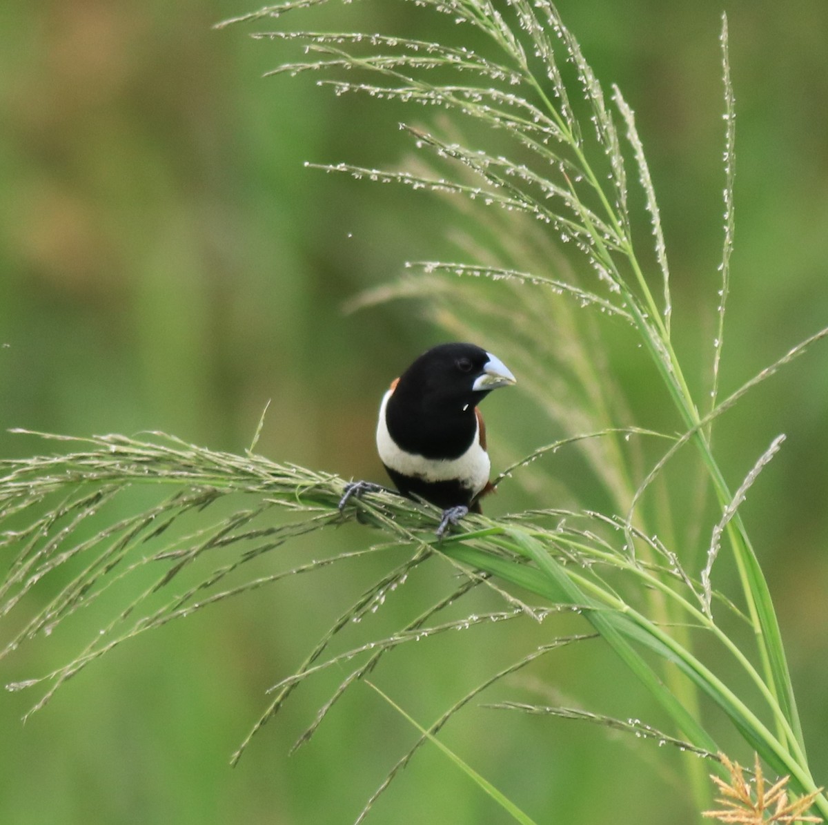 Трёхцветная муния - ML645770135