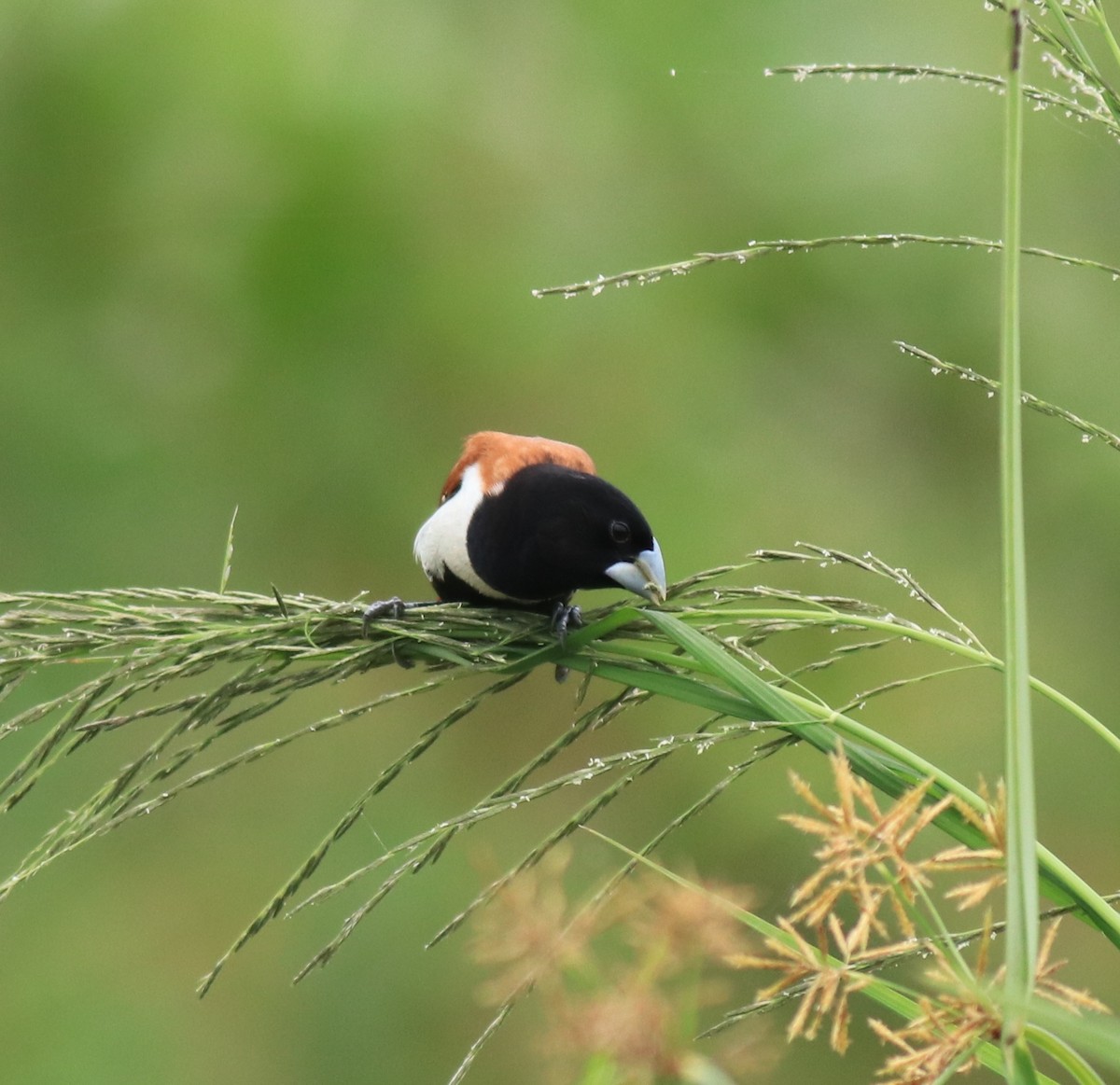 Трёхцветная муния - ML645770136