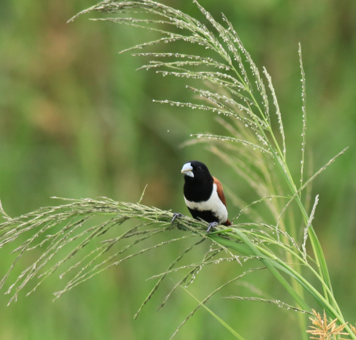 Трёхцветная муния - ML645770138