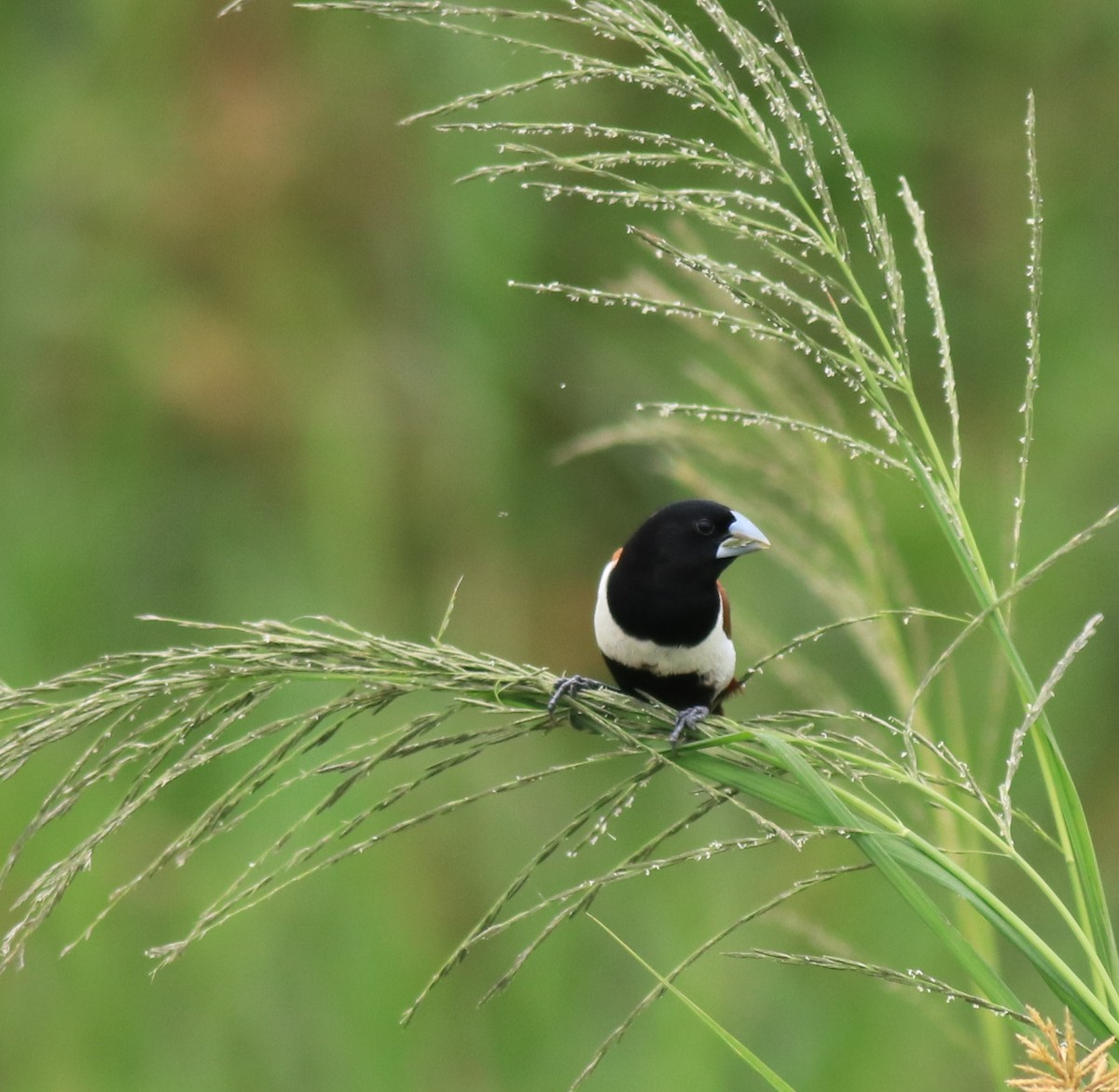 Трёхцветная муния - ML645770139