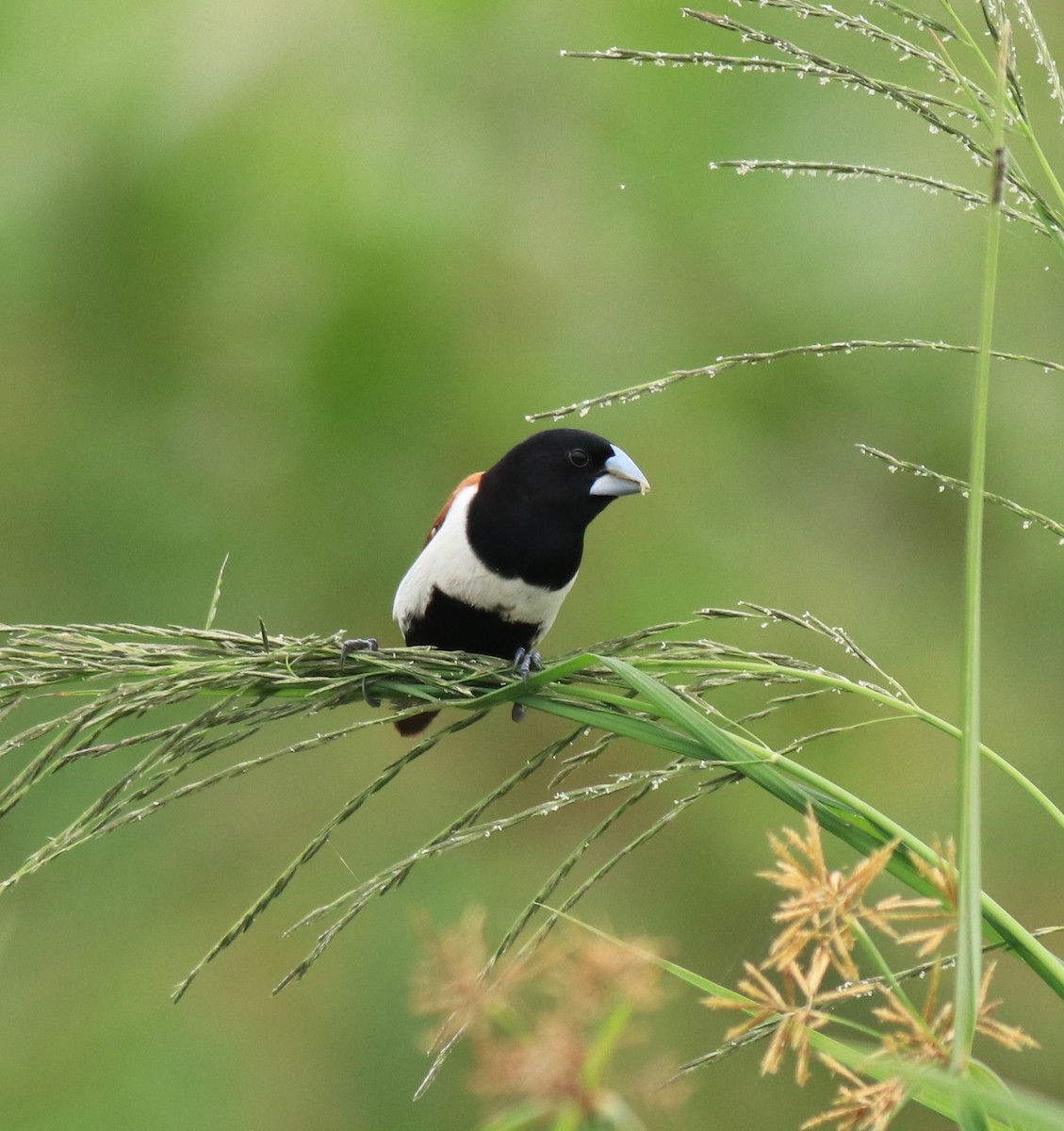 Трёхцветная муния - ML645770140