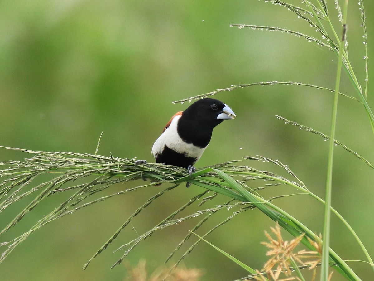 Трёхцветная муния - ML645770141