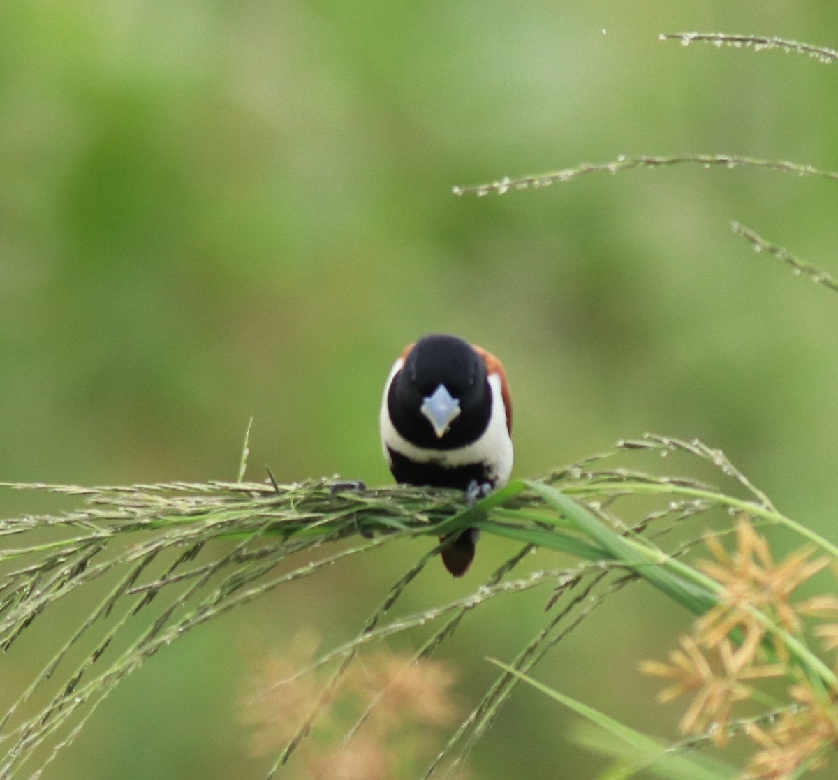 Трёхцветная муния - ML645770143