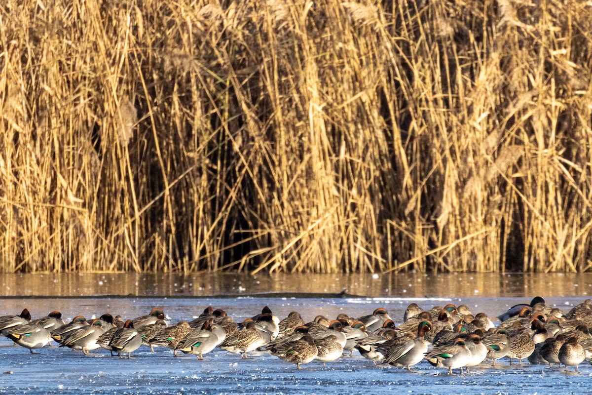 Чирок-свистунок - ML645770148