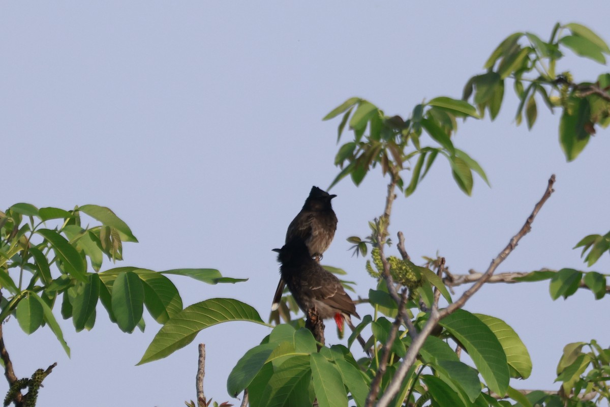 Красногузый бюльбюль - ML645770149