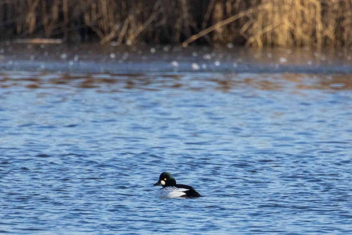 Гоголь - ML645770154