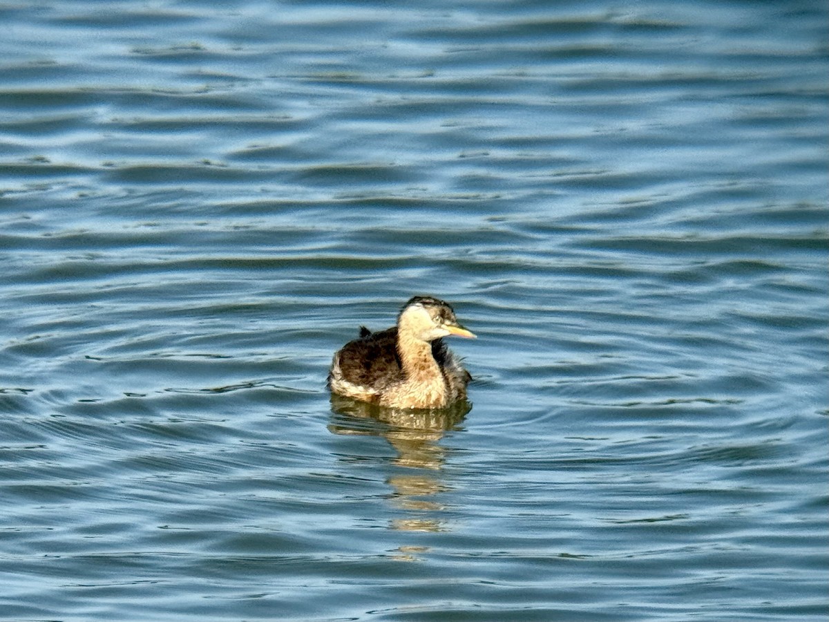 Малая поганка - ML645770157