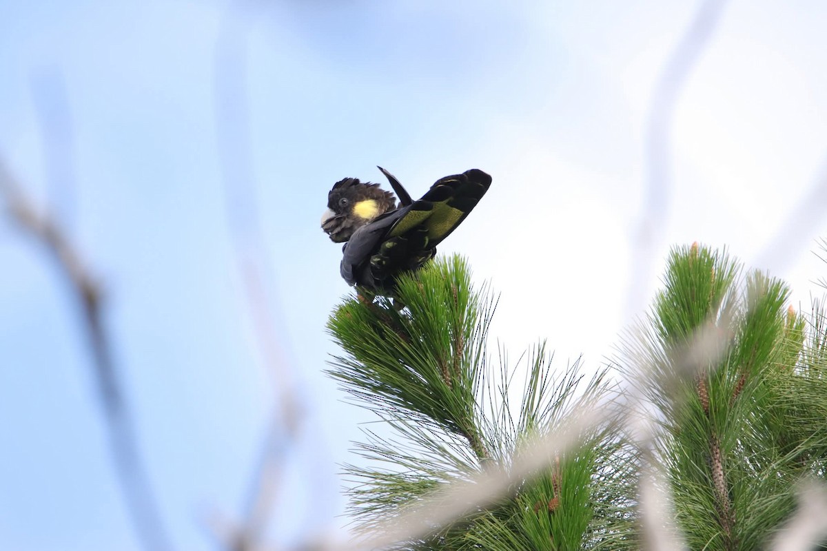 Желтохвостый траурный какаду - ML645770158