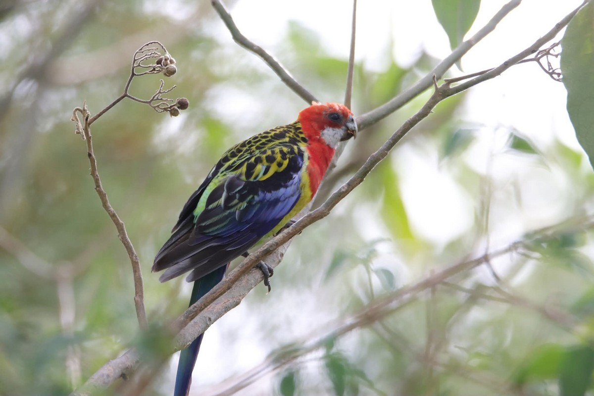 Белощёкая розелла - ML645770159